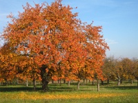 Herbst am Berger Hang (Frankfurt am Main)